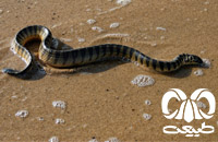 گونه مار دریایی کوتاه Short Sea Snake